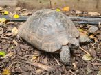 Spur Thighed : Female age unknown (Delilah)